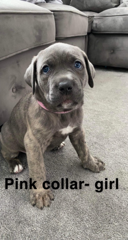 Cane Corso – cane corso