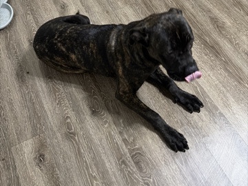 English Mastiff – Friendly English Mastiff Puppy for Sale – 6 Months Old – Murfreesboro