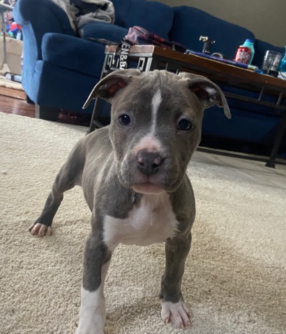 American Pit Bull Terrier – pit puppies 10 weeks old