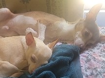 Chihuahua – Two chihuahas needing a good home – Georgetown