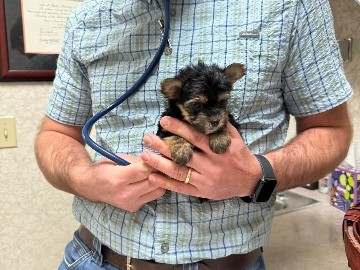 Yorkshire Terrier – Yorkie Puppies. – Morristown