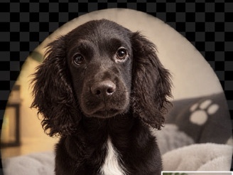 English Cocker Spaniel – cocker spaniel – Basingstoke
