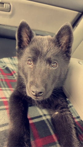 Border Collie – border collie available