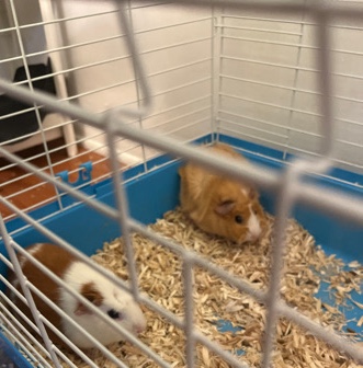 Any – Free 2 Guinea pigs for sale