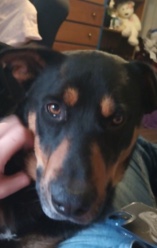 Rottweiler – “Tex”as