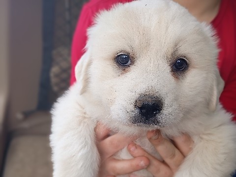 Great Pyrenees – puppy – Luttrell
