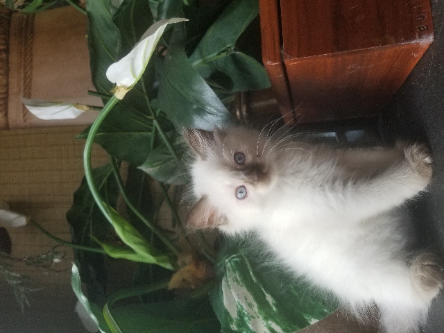 Siamese – siames baby kitten