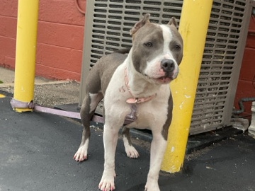 American Pit Bull Terrier – great bully pup – Clinton Township