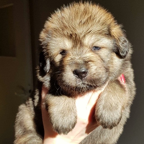 Tibetan Mastiff – Hailey the Tibetan Mastiff
