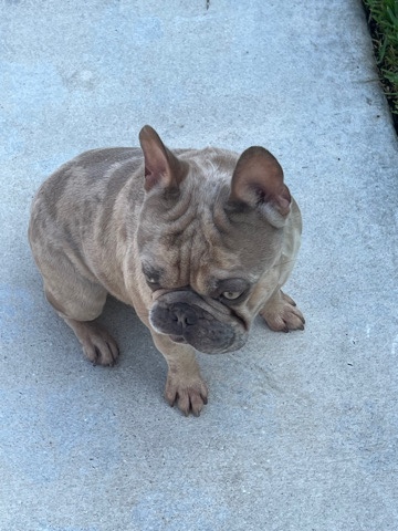 French Bulldog – kash needs a new home