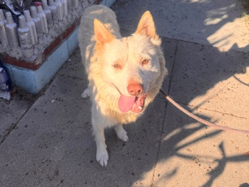 Siberian Husky – 🕺 Meet Boogie – The Goofiest, Happiest Guy You'll Ever Meet! 🕺 – Los Angeles