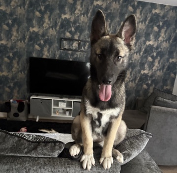 Siberian Husky – Mabel – Mountain Ash