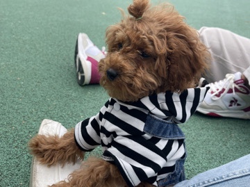 Pudelpointer - pudelwelpe available for adoption in Munich