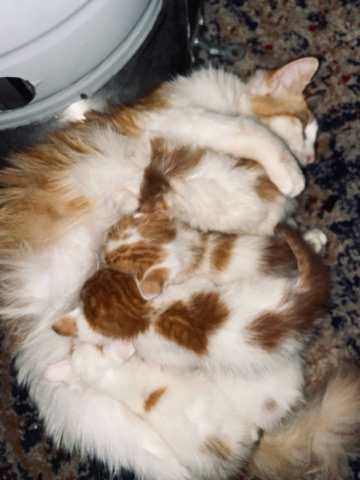 kittens
