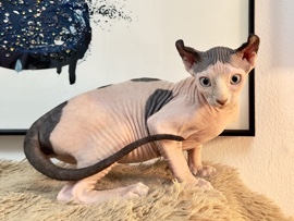 Sphynx – Sphynx Elf Cat – Dubai