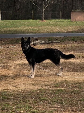 German Shepherd – Black german shepherd husky mix