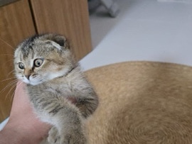 British Semi-longhair – British and Scottish kitten female – Dubai