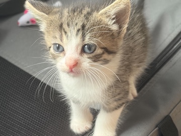Norwegian Forest cat – 2 female 8week old kittens for sale – Blyth