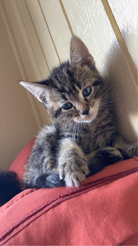 American Shorthair – kitten