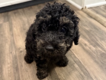 Poodle - Rare Mini Twoodle Puppy  available for adoption in Alexandria