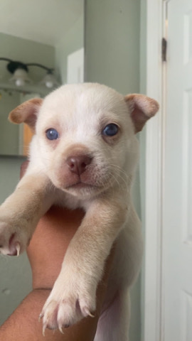 puppies
