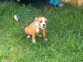 American Pit Bull Terrier – American Bully XL – Houston