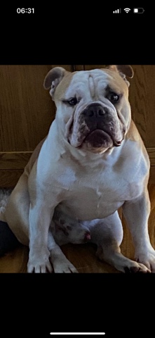Olde English Bulldogge – stud