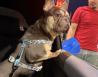 French Bulldog – frenchie – Hyattsville