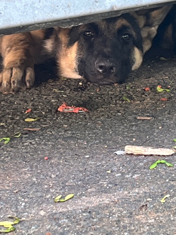 German Shepherd – german shepherd