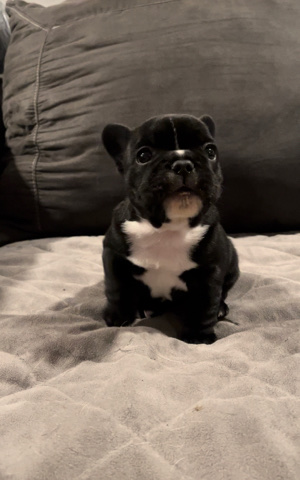 Bulldog – puppy female frenchie