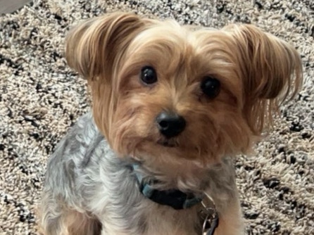 Yorkshire Terrier – Pure breed/Family Friendly – Montgomery