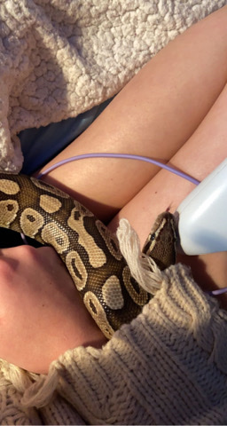 Ball python