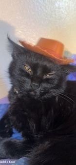 1 yr cat needs rehoming