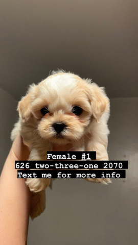 Shih Tzu – Shihtzu