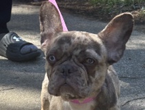French Bulldog – Autumn – Greensboro