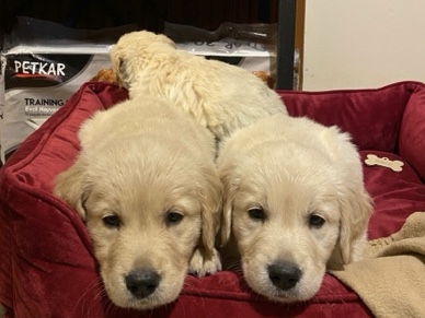 Golden Retriever – A kalite Golden retriever yavrularımız – Kartal