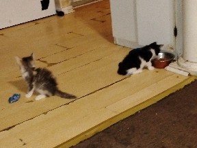 4 kittens free – Macon