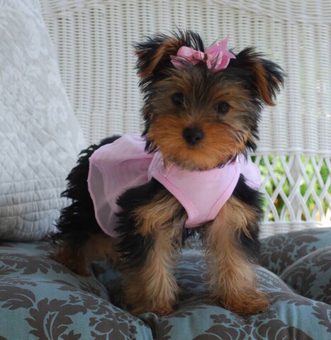 Yorkshire Terrier – Sarah is a Yorkie girl puppy