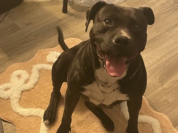American Pit Bull Terrier – Female American Bully – Memphis