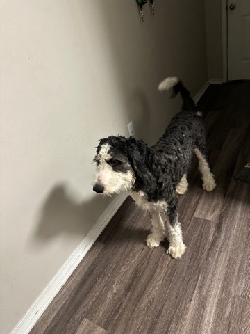 rehome poodle mix 