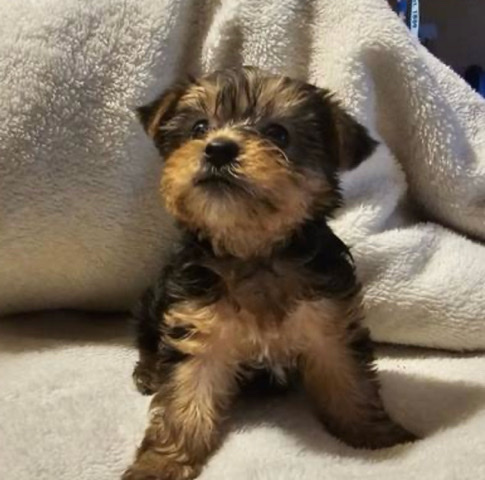 Yorkshire Terrier – Yorkies small rehoming fee