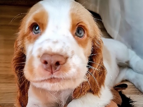 English Cocker Spaniel – Cocker Spaniel Inglês - Fêmea de olhos verdes