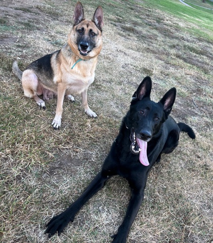 German Shepherd – black German Sheperds