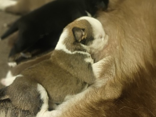 Siberian Husky – Beautiful Siberian Husky Puppy for Sale in Akron – Akron