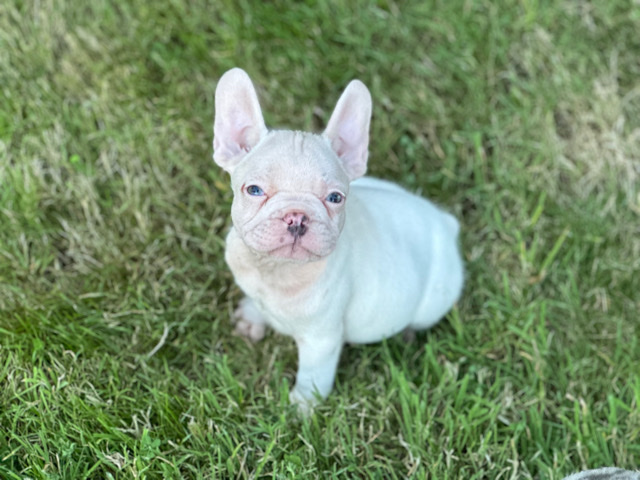 French Bulldog – French bulldog