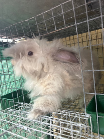  fluffy bunny looking for somebody to adopt it 
