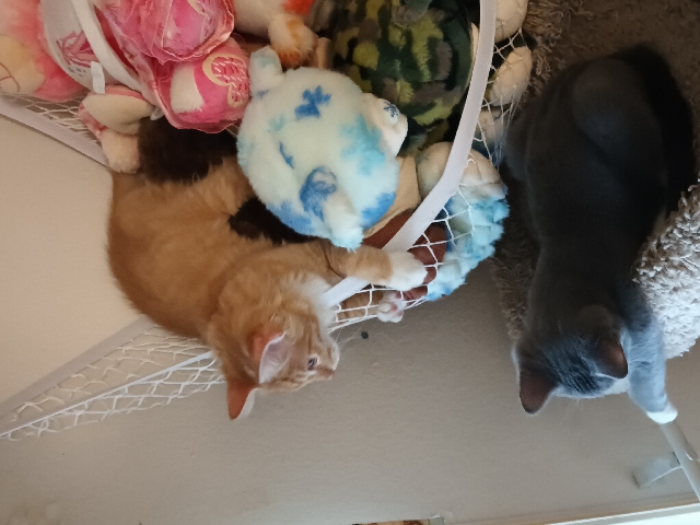 kittens for sale