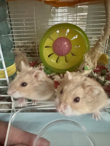 Any – winter white hamsters