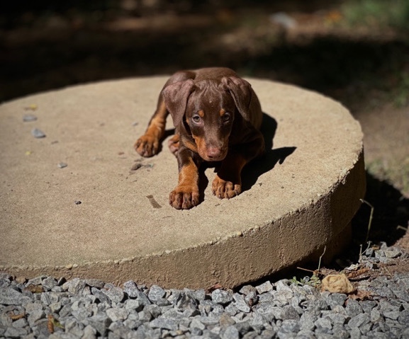 Doberman Pinscher – Red Female Doberman Pinscher