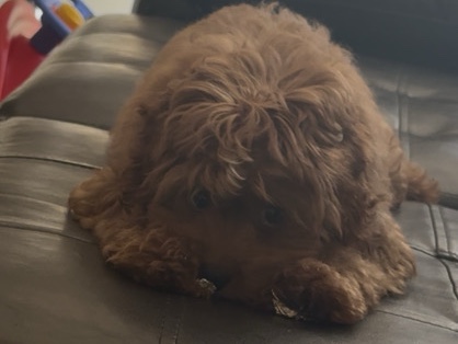 Cavapoo – cavapoo – Cape Coral